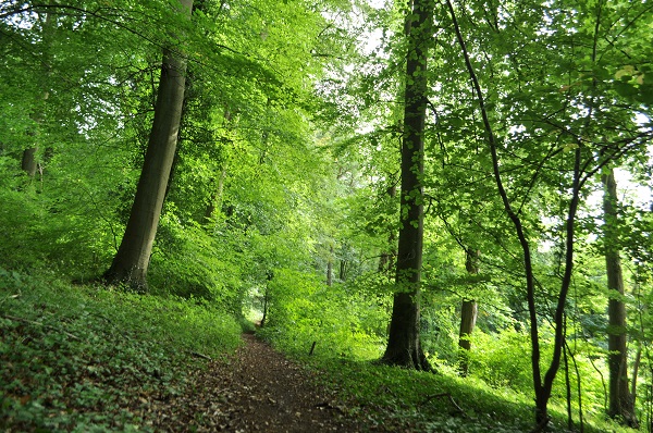 Ancient beech woodland at Kites Hill, Gloucestershire