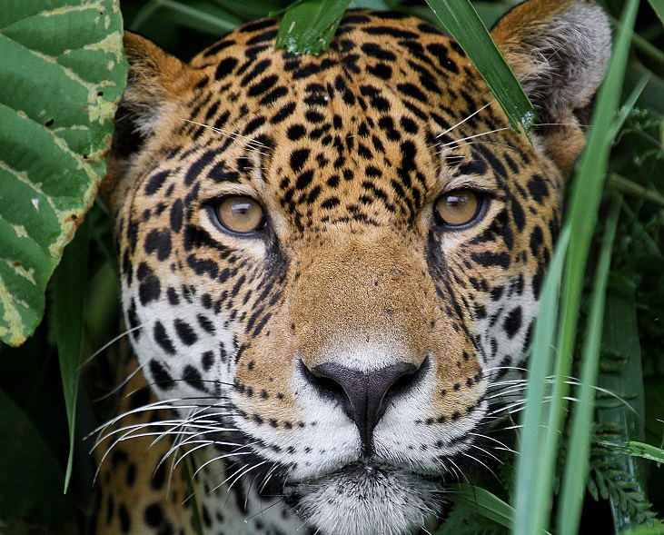 Jungle For Jaguars World Land Trust