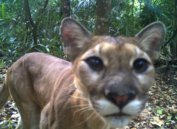 puma rainforest