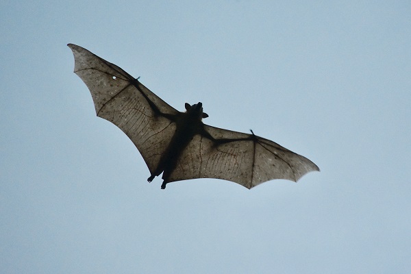 Straw-coloured Fruit Bat © Frank Willems