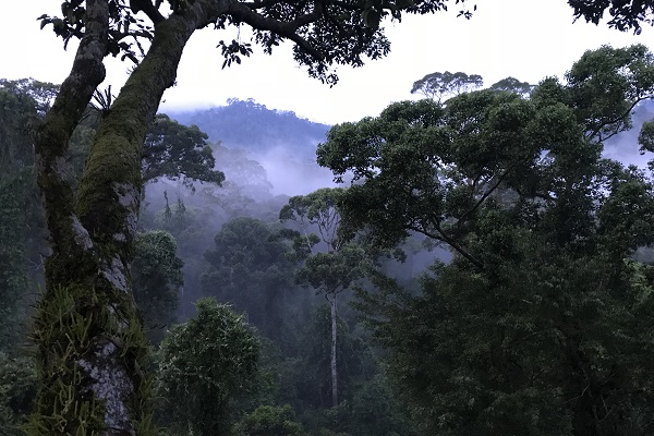 Rainforest at dawn