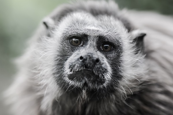 White-footed Tamarin