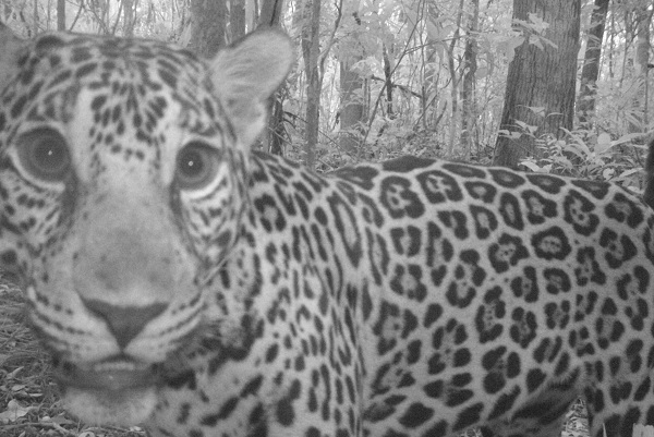 Jaguar photographed by a trail camera in Freshwater Creek Forest Reserve