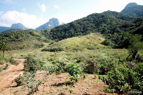 The plot ready for reforestation connecting two pieces of Atlantic Forest © REGUA