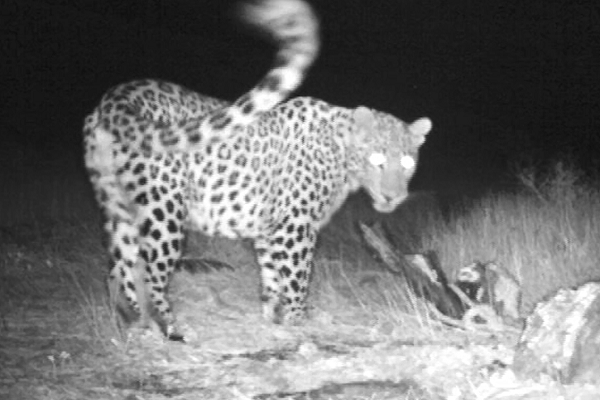 Caucasian Leopard photographed by trail camera © FPWC/VivaCell-MTS