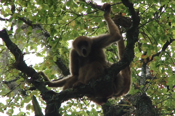Female Muriqui in Atlantic Forest, Brazil © Rildo da Rosa Oliveira/REGUA