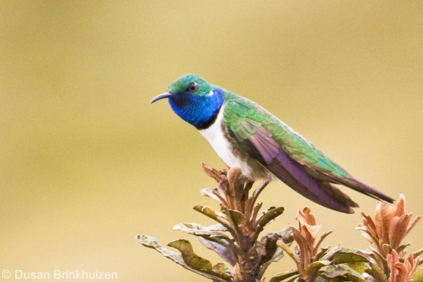 Blue-throated Hillstar. Image: Dusan Brinkhuizen