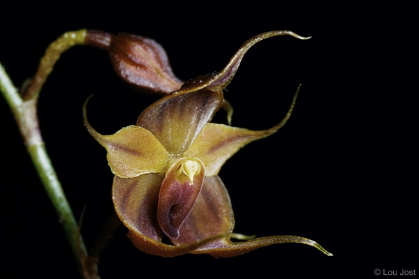 Teagueia puroana. Image: Lou Jost