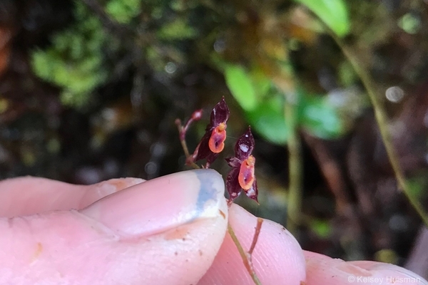 Teagueia orchid. Image: Kelsey Huisman