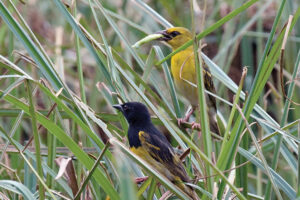 Male & female Clarke's Weaver carrying food,