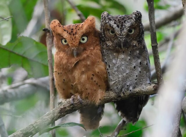 Sokoke Scops Owl. Image: Per Holmen