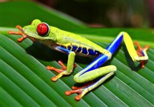 Red-eyed Tree Frog