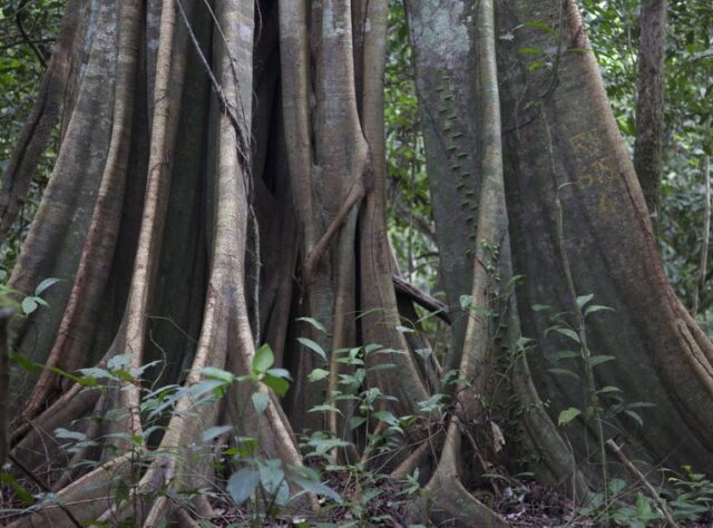 Rainforest tree, Kinabatangan floodplain, Malaysian Borneo. © Astrid Munoz
