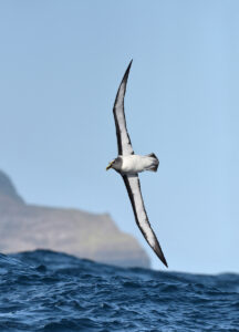 Buller’s Albatross
