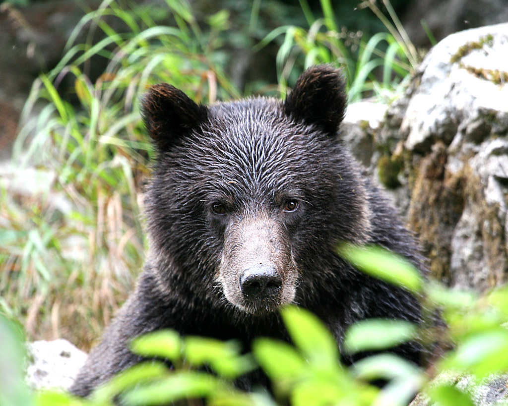 Медведь живущий в австралии. Фото живых медведей. Knitted Black Bear. Find Bear. Bear attribute.