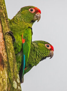 El Oro Parakeet. Image: Edison Goodyear/ SwordBilledExpeditions.com