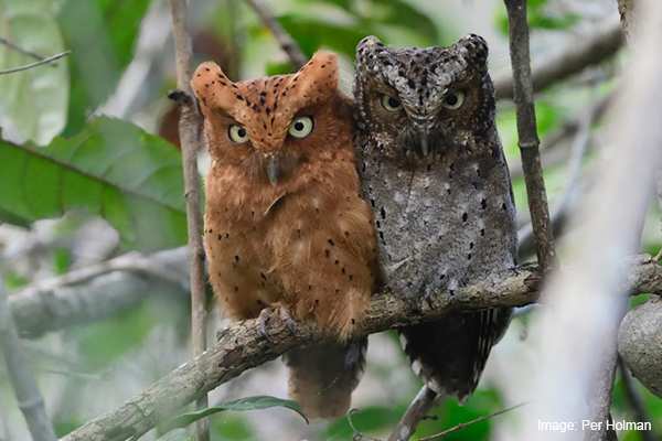 Sokoke Scops Owl Archives World Land Trust Sokoke Scops Owl Archives World Land Trust