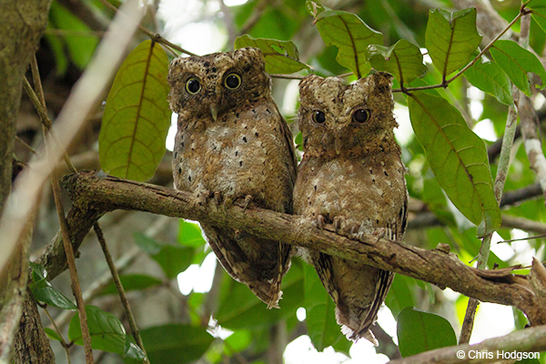 Barnes S Bestiary Sokoke Scops Owl World Land Trust Barnes S Bestiary Sokoke Scops Owl World Land Trust