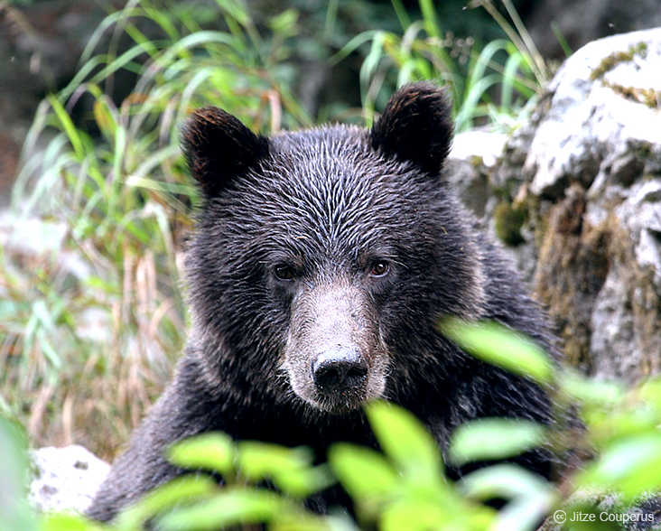 American Black Bear: Species in World Land Trust reserves