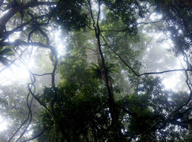 Tropical rainforest Borneo