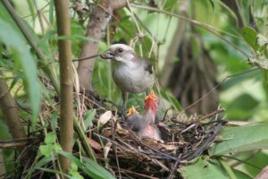 pale-headed brush finch