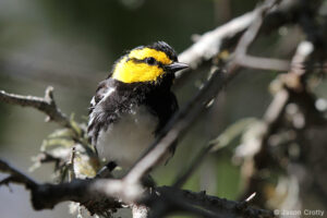 Golden-cheeked Warbler (Setophaga chrysoparia)