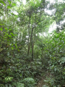 The Trees Of Vietnam S Tropical Forests World Land Trust