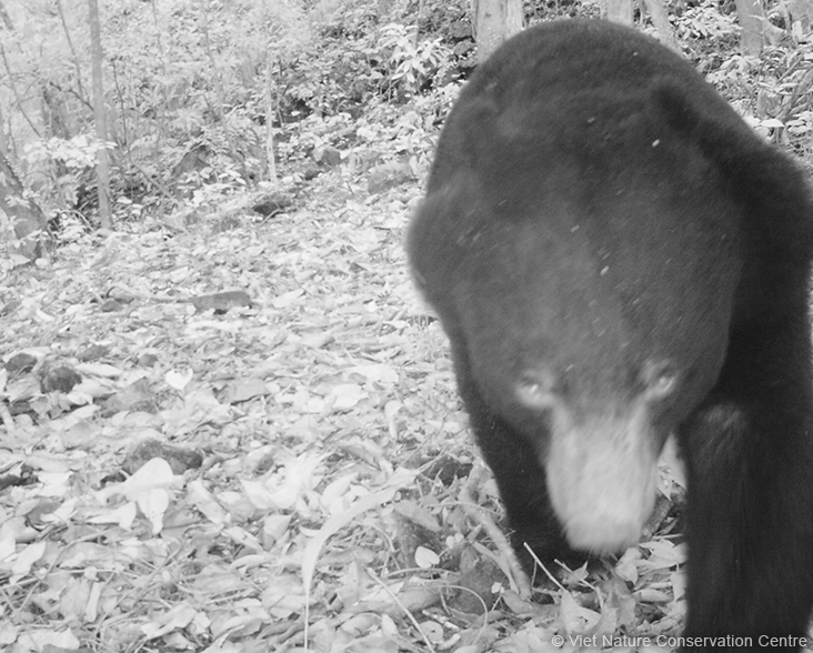 Asiatic Black Bear