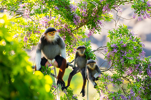 A family of Red-shanked Doucs