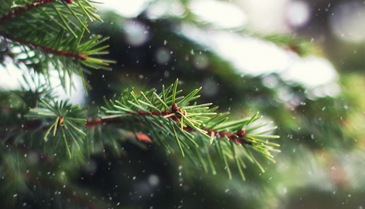 Branch of a Christmas tree Branch of a Christmas tree