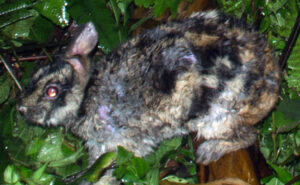 The Annamite Striped Rabbit is an Endangered species only recently discovered. It has relatively short ears and grizzled fur with tiger-like stripes along its body. Its range is restricted to the Annamite mountains of Vietnam. Image: University of East Anglia