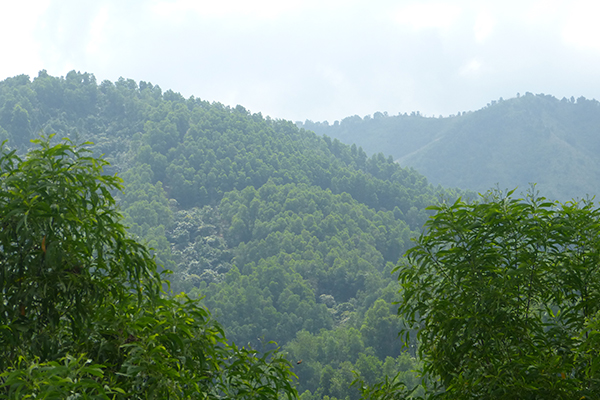 The Annamite lowland forests of Bac Huong Hoa © Mark Stanley Price