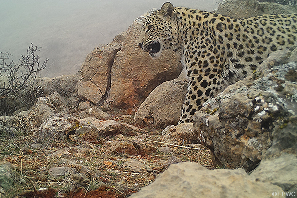 Caucasian Leopard