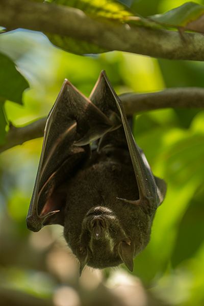 Fruit-eating bat photographed in Sierra Gorda woodland Image: Roberto Pedraza Ruiz
