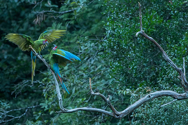 Military Macaws in Sierra Gorda, photographed by Roberto in Nov 2019 Image: Roberto Pedraza Ruiz