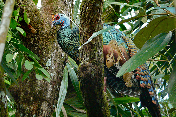Ocellated Turkey