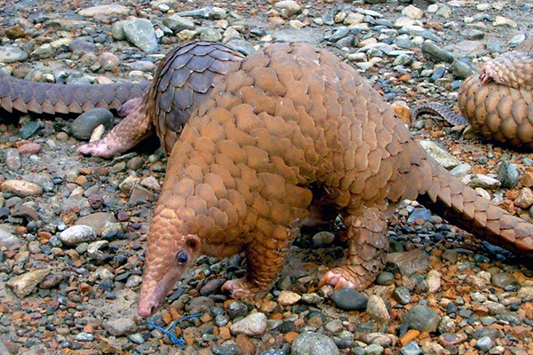 Sunda Pangolin © Eddie A/Hutan