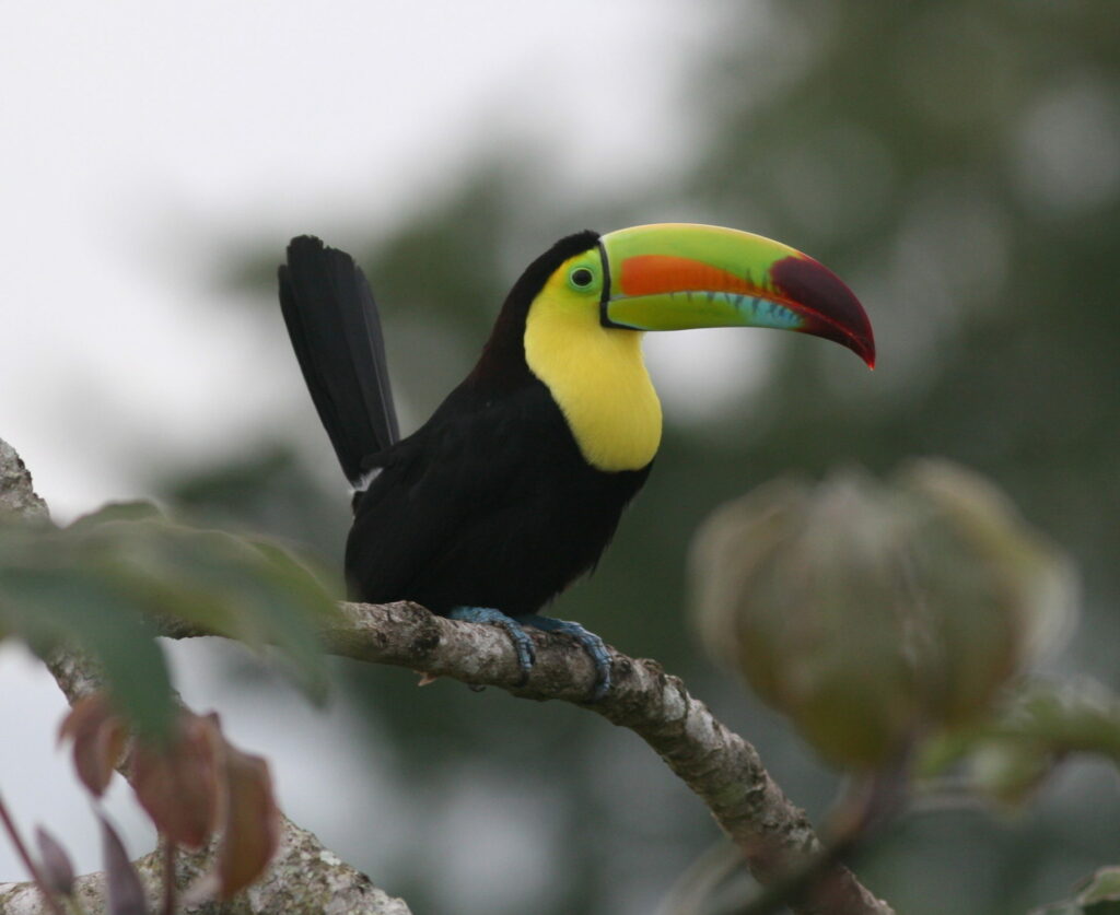 RS30766_keel-billed toucan-lpr Keel-billed Toucan,Belize©CSFI