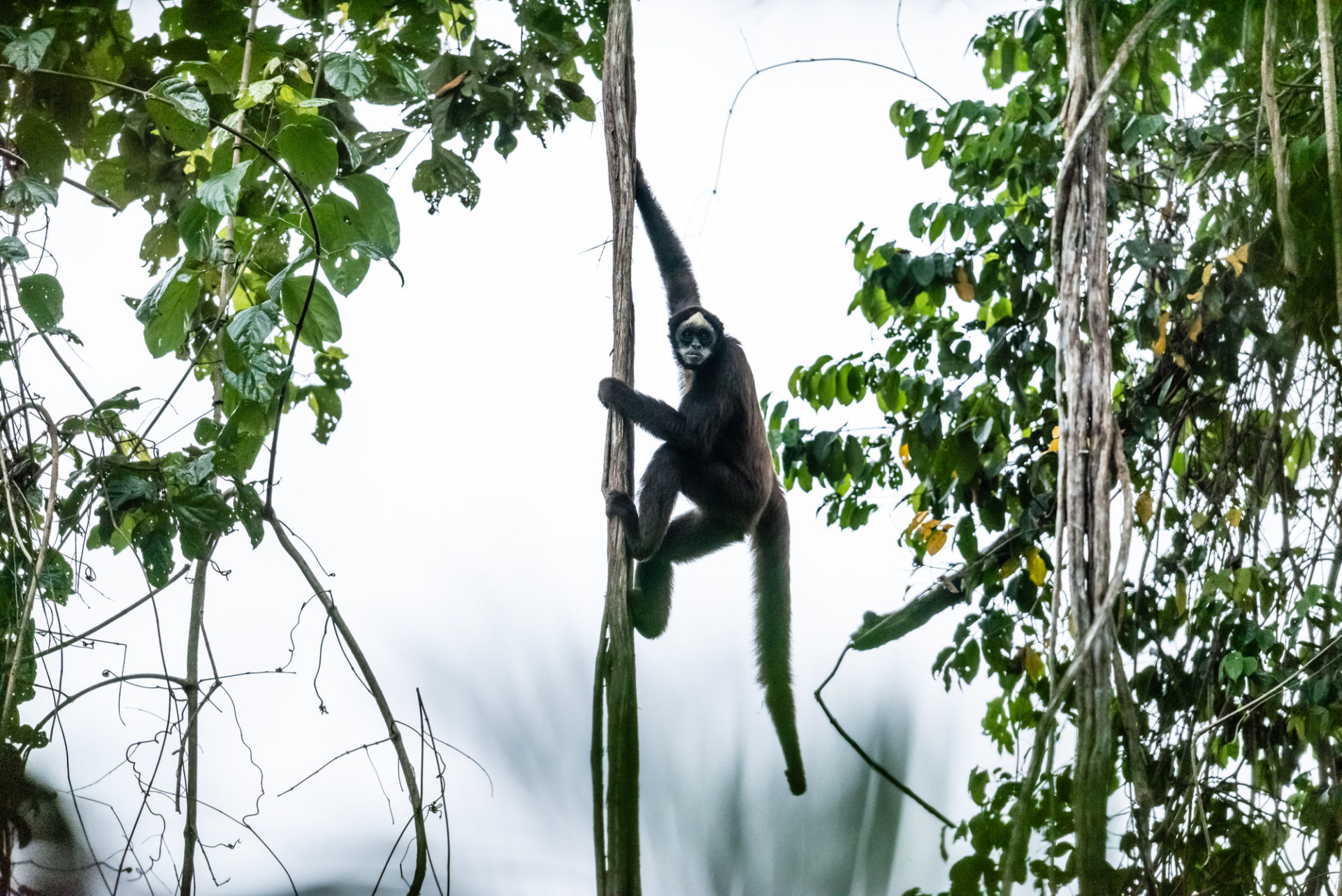 Spider monkeys: Lifestyle, threats, and interesting facts