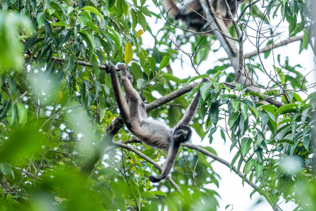 RS34018_RN-ElSilencio_080219_FGS1469-lpr Brown Spider Monkey. Credit: Freddy Gomez