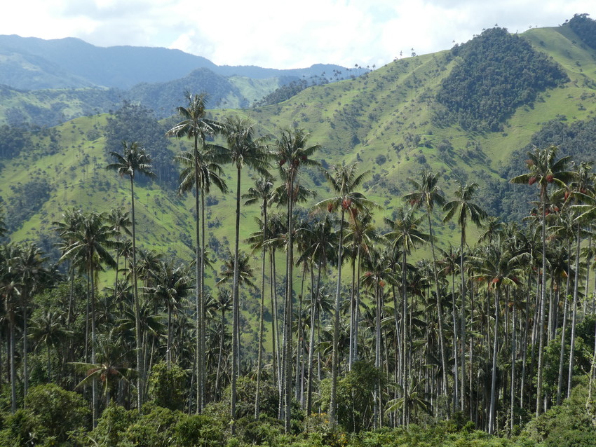 RS30592_Wax Palms, Tochecito (2)-scr Wax Palms ©Richard Cuthbert/WLT