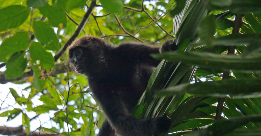 Brown-headed Spider Monkey (Ateles fusciceps fusciceps)