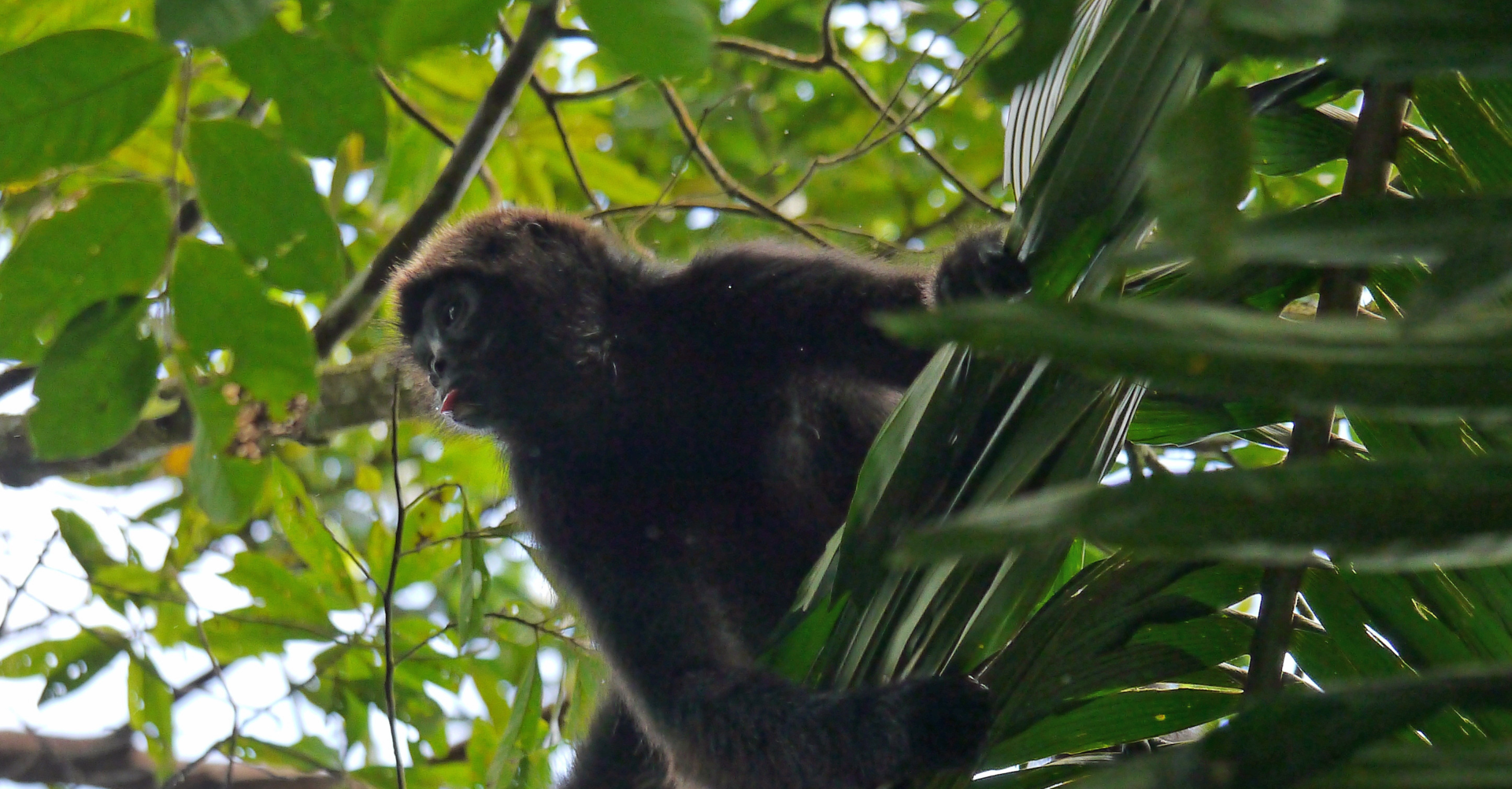 Refuge for the Brown-headed Spider Monkey – Rainforest Trust