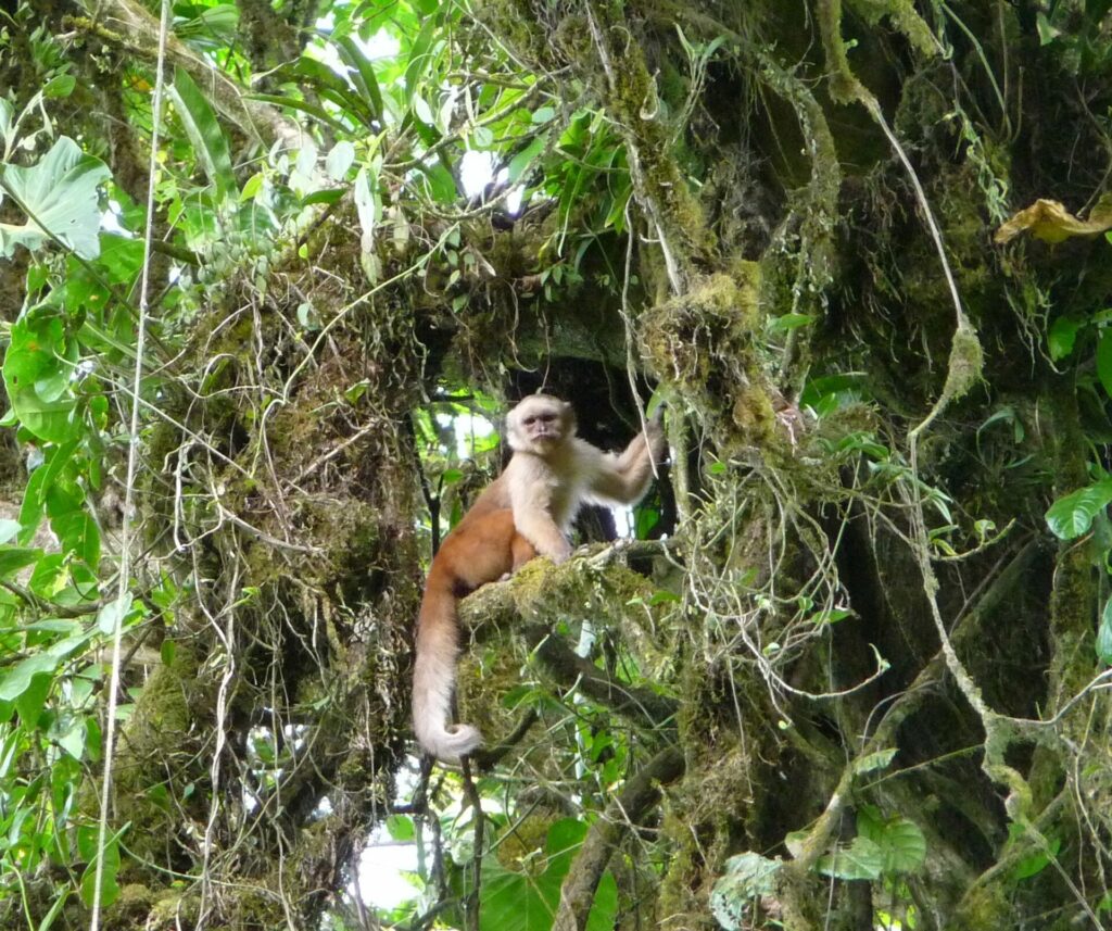 Cebus aequatorialis (Ecuadorian Capuchin, Ecuadorian White-fronted Capuchin) Ecuadorian white-fronted Capuchin Monkey in Buenaventura reserve, Ecuador © Wilmer Quimis