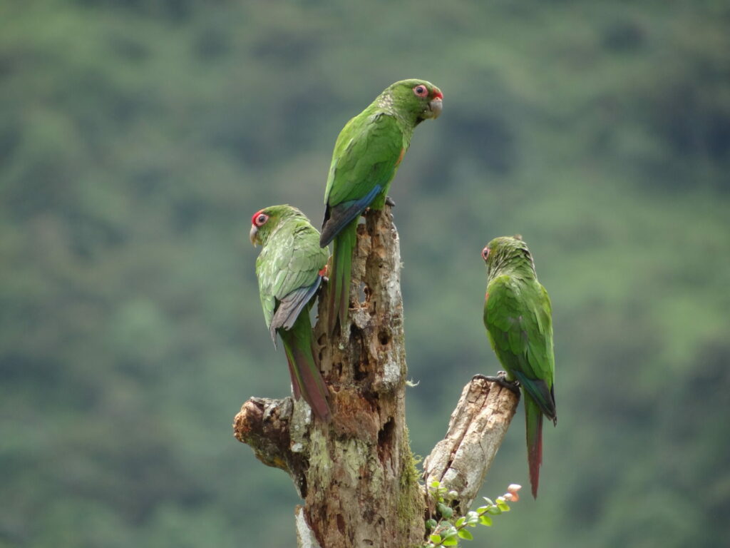 El Oro Parakeet El Oro Parakeets in Buenaventura, Ecuador ©Francisco Sornoza