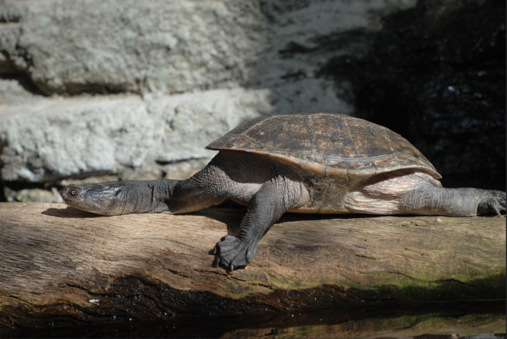 Screenshot 2020-07-20 at 12.24.38 A Brazilian snake-necked Turtle stretched out on a log.