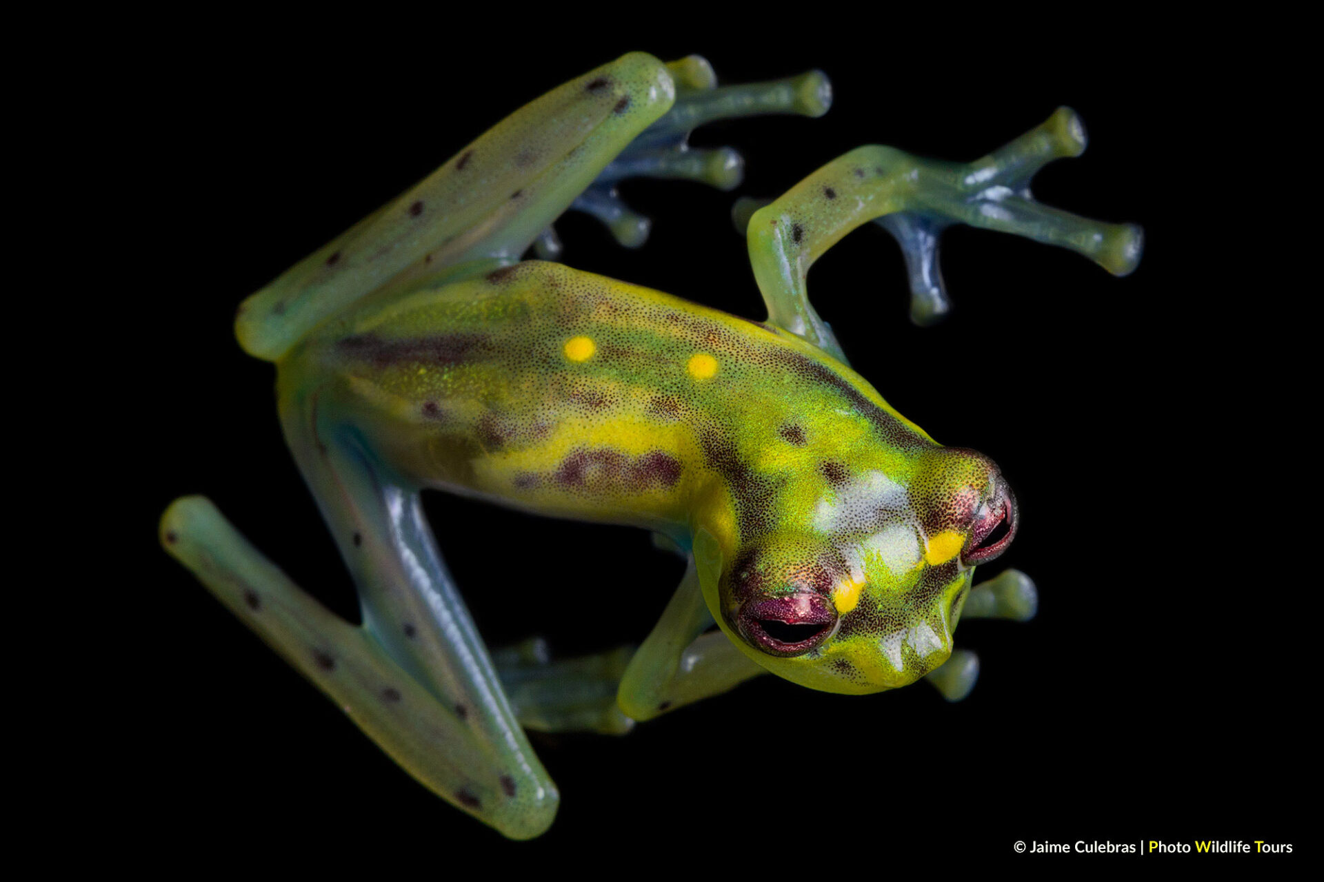 The World's Prettiest Glass Frog Rediscovered at Manduriacu