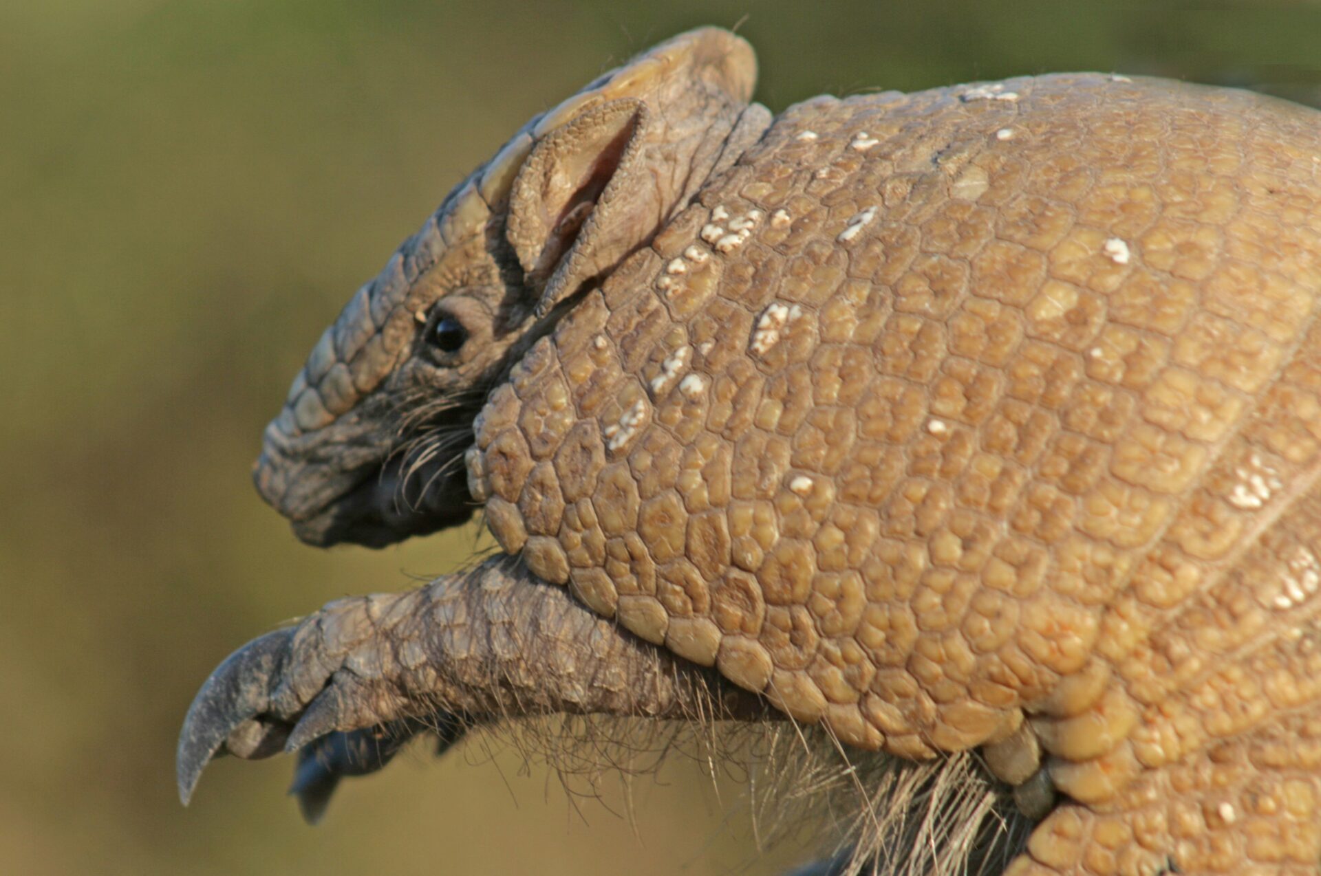 What We Win When We Stop the Fire: Why Protecting the Armadillo Matters -  World Land Trust