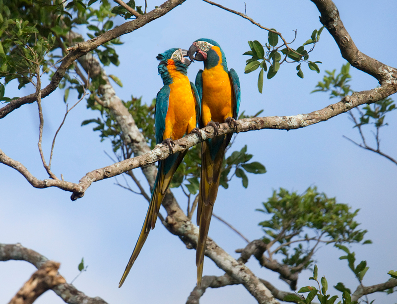 What We Win When We Stop the Fire: Protecting the Blue-throated Macaw -  World Land Trust