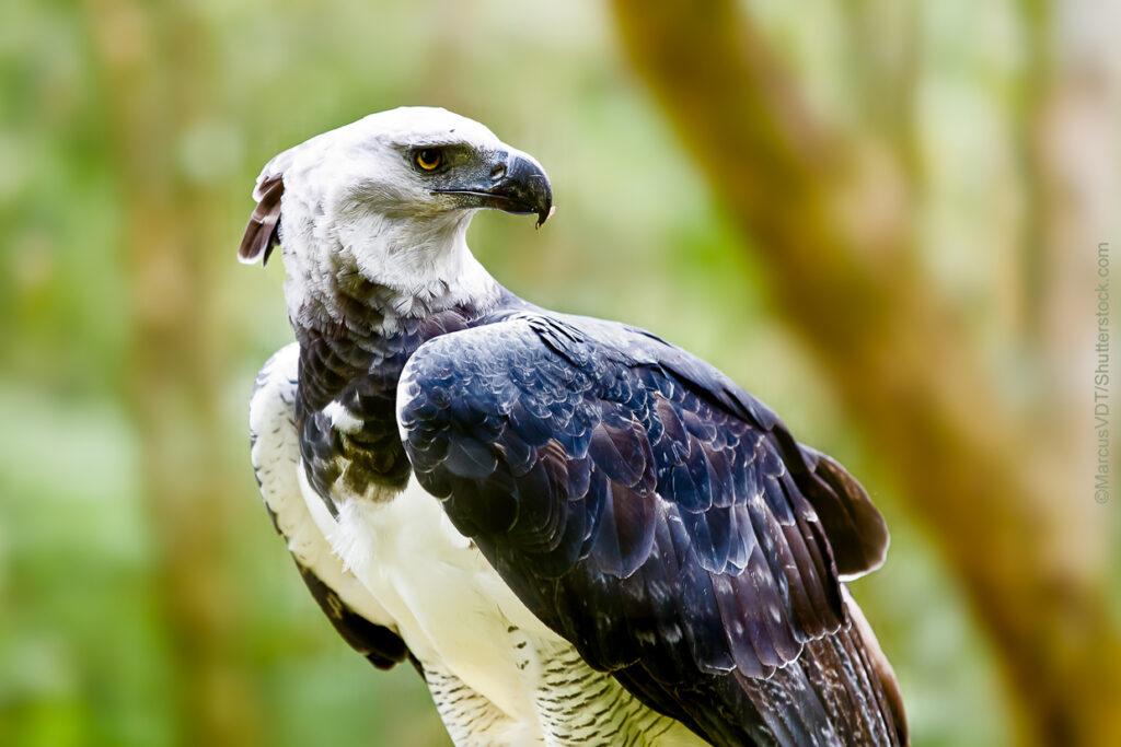 Harpy Eagle perched in the forest - ©MarcusVDT Harpy Eagle perched in the forest - ©MarcusVDT